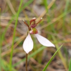 Eriochilus cucullatus (Parson's Bands) at Mount Painter - 28 Feb 2021 by drakes