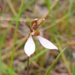 Eriochilus cucullatus (Parson's Bands) at Cook, ACT - 28 Feb 2021 by drakes