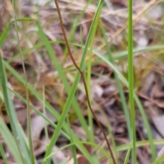 Eriochilus cucullatus at Cook, ACT - suppressed