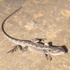 Amphibolurus muricatus (Jacky Lizard) at Wingecarribee Local Government Area - 1 Mar 2021 by Aussiegall
