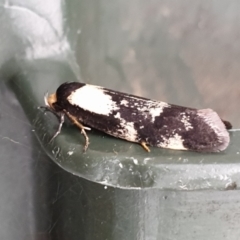 Palimmeces leucopelta (A concealer moth) at Cook, ACT - 10 Feb 2021 by drakes