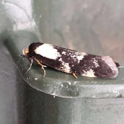 Palimmeces leucopelta (A concealer moth) at Cook, ACT - 11 Feb 2021 by drakes