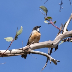 Pachycephala rufiventris at Bundanoon - 3 Mar 2021