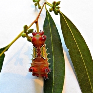 Doratifera vulnerans at Crooked Corner, NSW - 5 Mar 2021