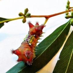 Doratifera vulnerans at Crooked Corner, NSW - 5 Mar 2021