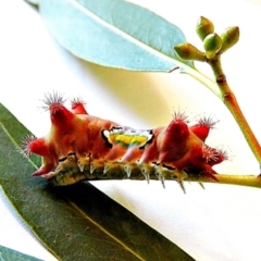 Doratifera vulnerans at Crooked Corner, NSW - 5 Mar 2021