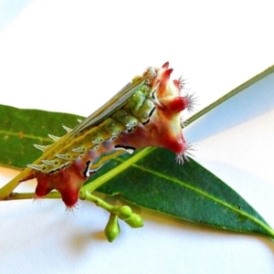 Doratifera vulnerans at Crooked Corner, NSW - 5 Mar 2021