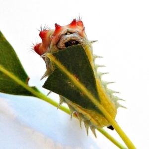 Doratifera vulnerans at Crooked Corner, NSW - 5 Mar 2021