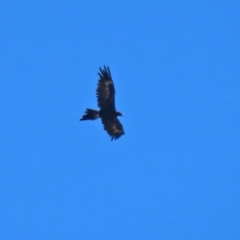 Aquila audax (Wedge-tailed Eagle) at Hume, ACT - 4 Mar 2021 by RodDeb