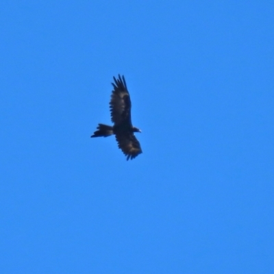 Aquila audax (Wedge-tailed Eagle) at Hume, ACT - 5 Mar 2021 by RodDeb