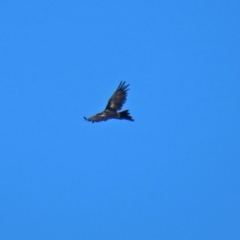 Aquila audax at Hume, ACT - 5 Mar 2021