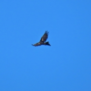 Aquila audax at Hume, ACT - 5 Mar 2021