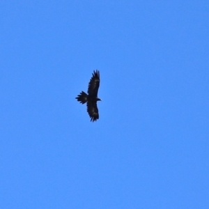 Aquila audax at Hume, ACT - 5 Mar 2021