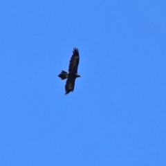 Aquila audax at Hume, ACT - 5 Mar 2021