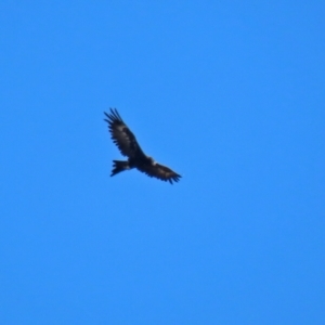 Aquila audax at Hume, ACT - 5 Mar 2021