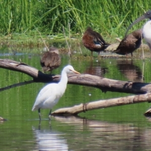 Bubulcus coromandus at Fyshwick, ACT - 5 Mar 2021