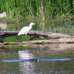 Bubulcus coromandus at Fyshwick, ACT - 5 Mar 2021