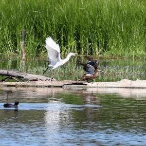 Bubulcus coromandus at Fyshwick, ACT - 5 Mar 2021