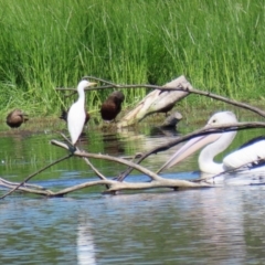 Bubulcus coromandus at Fyshwick, ACT - 5 Mar 2021