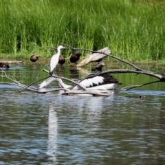 Bubulcus coromandus at Fyshwick, ACT - 5 Mar 2021