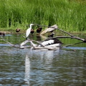 Bubulcus coromandus at Fyshwick, ACT - 5 Mar 2021