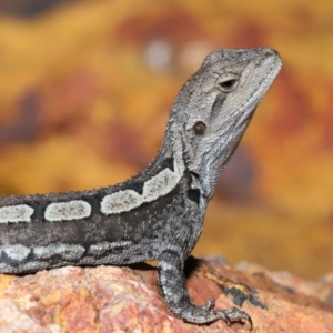 Amphibolurus muricatus at Downer, ACT - 5 Mar 2021 11:27 AM