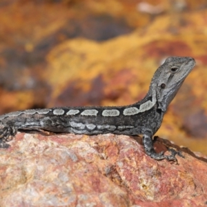 Amphibolurus muricatus at Downer, ACT - 5 Mar 2021 11:27 AM