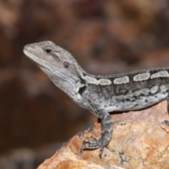 Amphibolurus muricatus at Downer, ACT - 5 Mar 2021