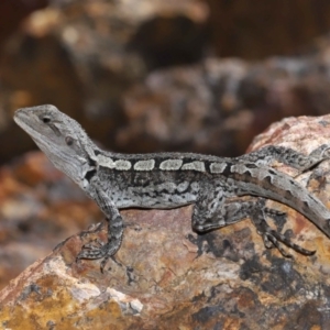 Amphibolurus muricatus at Downer, ACT - 5 Mar 2021 11:27 AM