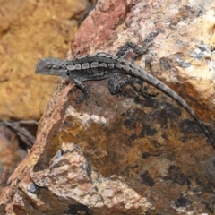 Amphibolurus muricatus at Downer, ACT - 5 Mar 2021 11:27 AM