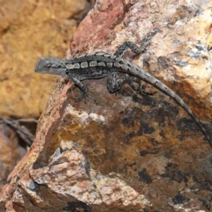 Amphibolurus muricatus at Downer, ACT - 5 Mar 2021