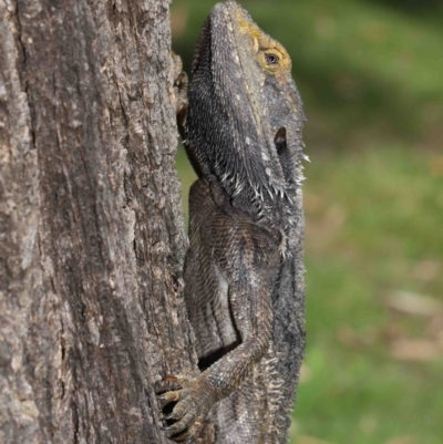 Pogona barbata (Eastern Bearded Dragon) at ANBG - 5 Mar 2021 by TimL