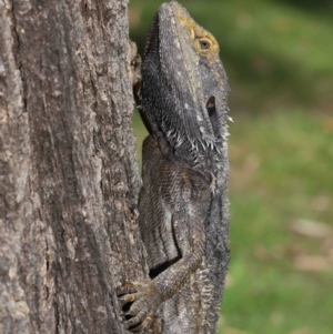 Pogona barbata at Acton, ACT - 5 Mar 2021