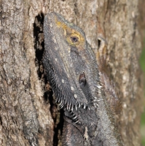 Pogona barbata at Acton, ACT - 5 Mar 2021