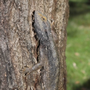 Pogona barbata at Acton, ACT - 5 Mar 2021