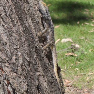 Pogona barbata at Acton, ACT - 5 Mar 2021