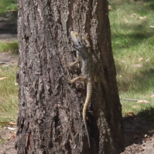 Pogona barbata at Acton, ACT - 5 Mar 2021