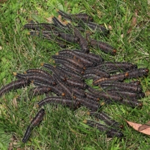 Perga sp. (genus) at Acton, ACT - 5 Mar 2021