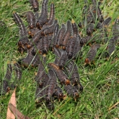 Perga sp. (genus) at Acton, ACT - 5 Mar 2021