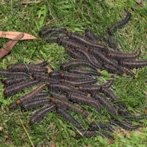 Perga sp. (genus) at Acton, ACT - 5 Mar 2021