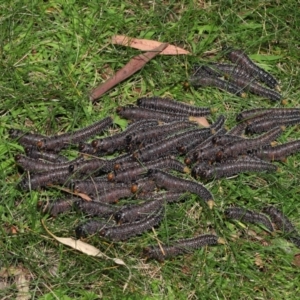 Perga sp. (genus) at Acton, ACT - 5 Mar 2021