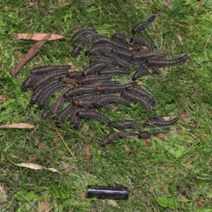 Perga sp. (genus) at Acton, ACT - 5 Mar 2021