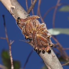 Perginae sp. (subfamily) (Unidentified pergine sawfly) at Downer, ACT - 5 Mar 2021 by TimL