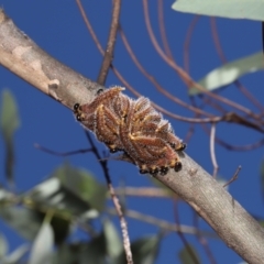 Pergidae sp. (family) at Downer, ACT - 5 Mar 2021