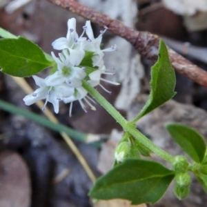 Mentha diemenica at Yass River, NSW - 5 Mar 2021