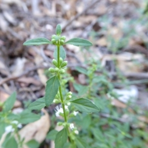 Mentha diemenica at Yass River, NSW - 5 Mar 2021