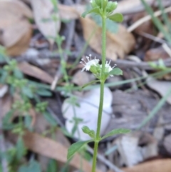 Mentha diemenica at Yass River, NSW - 5 Mar 2021