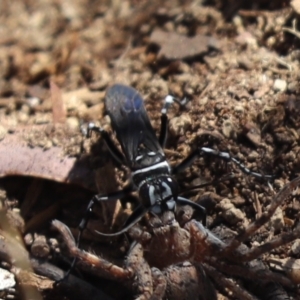 Turneromyia sp. (genus) at Cook, ACT - 4 Mar 2021 10:42 AM