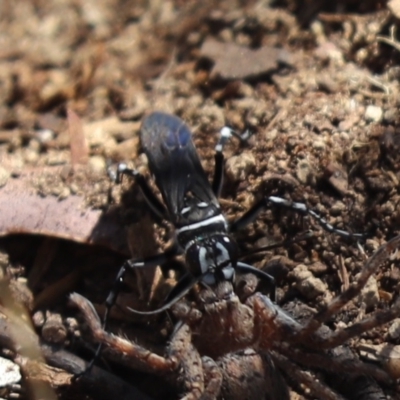 Turneromyia sp. (genus) (Zebra spider wasp) at Cook, ACT - 4 Mar 2021 by Tammy