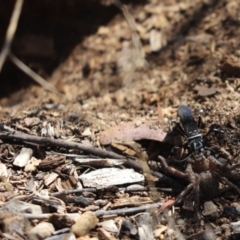 Unidentified Huntsman spider (Sparassidae) (TBC) at Cook, ACT - 3 Mar 2021 by Tammy